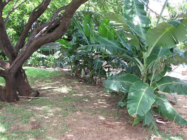 Makena Aloha Estate photo 16